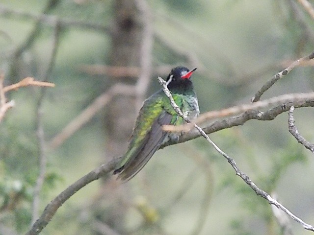 White-eared Hummingbird - APFF  CERRO MOHINORA