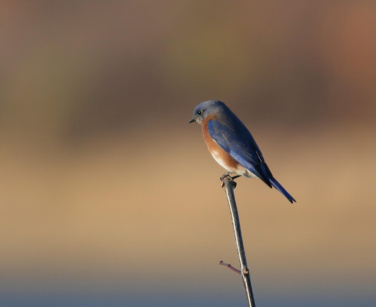 Eastern Bluebird - ML40277891