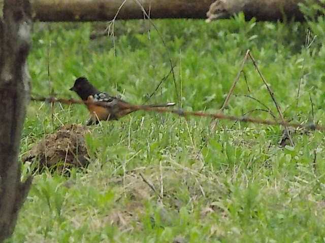 Spotted Towhee - APFF  CERRO MOHINORA