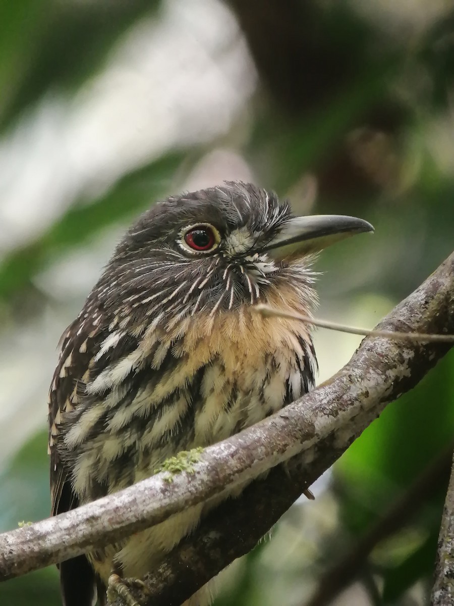 White-whiskered Puffbird - ML402779691