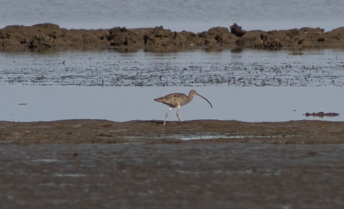 Far Eastern Curlew - ML402780841