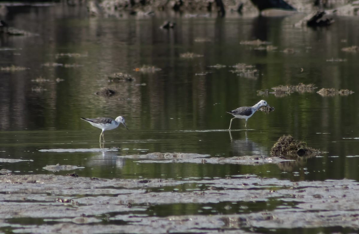 Common Greenshank - ML402782321