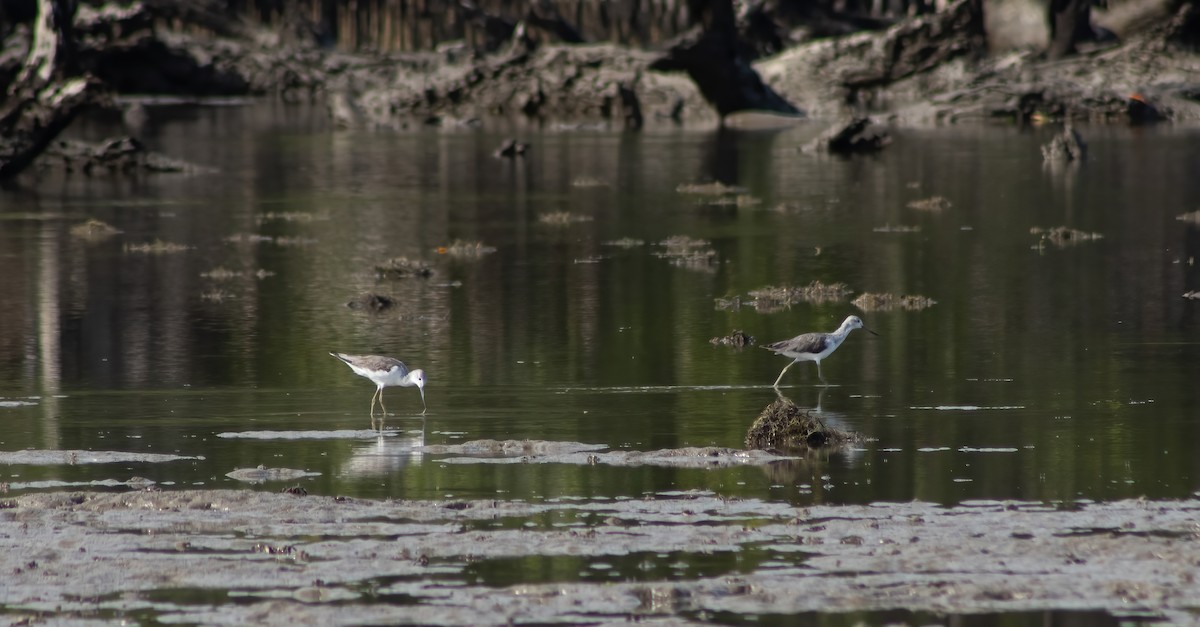 Common Greenshank - ML402782411