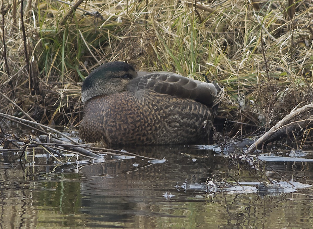 Mallard x American Black Duck (hybrid) - ML402783221