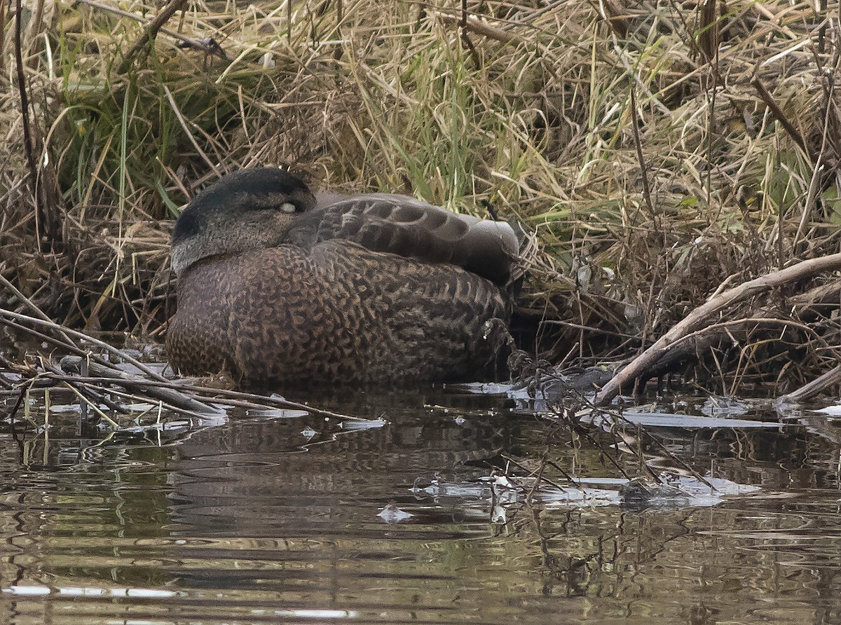 Mallard x American Black Duck (hybrid) - ML402783241