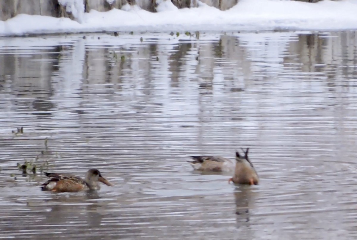 Northern Shoveler - ML402784121