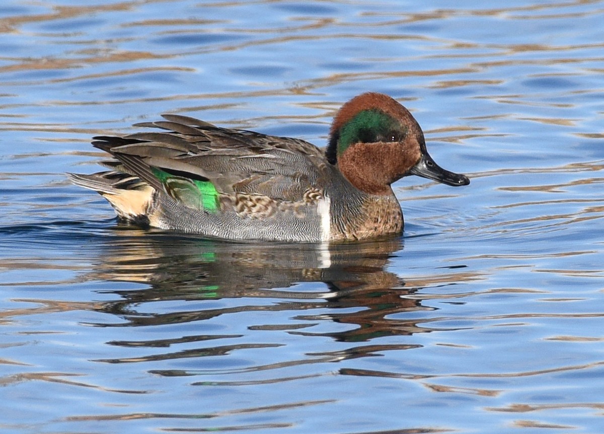 Green-winged Teal - ML402784541