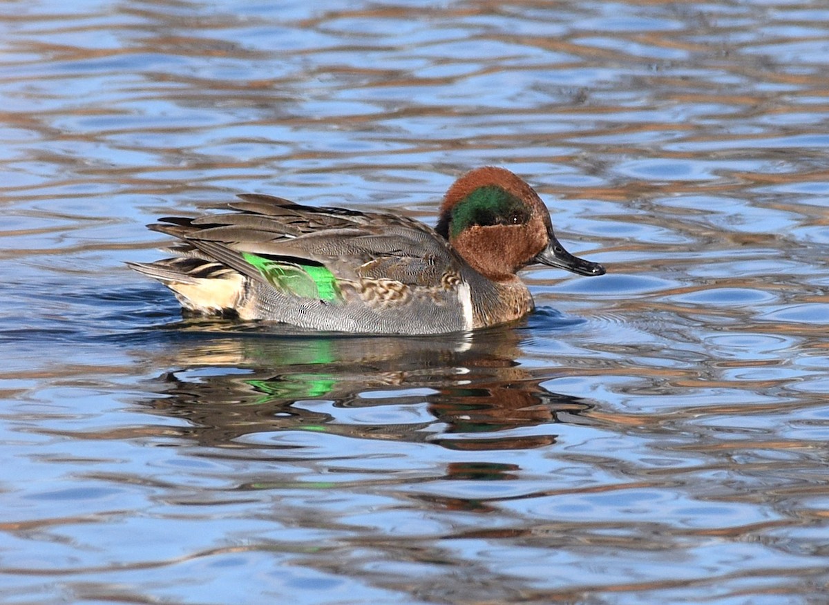 Green-winged Teal - ML402784551