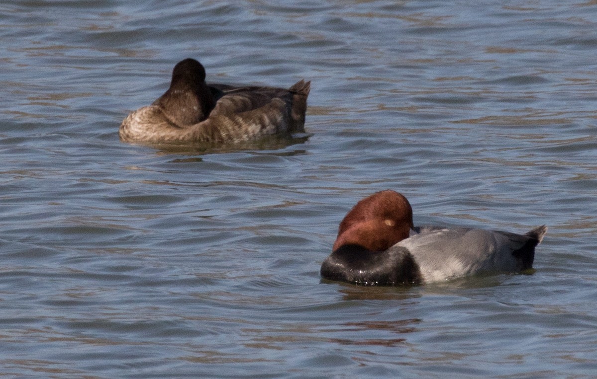 Redhead - ML40278461