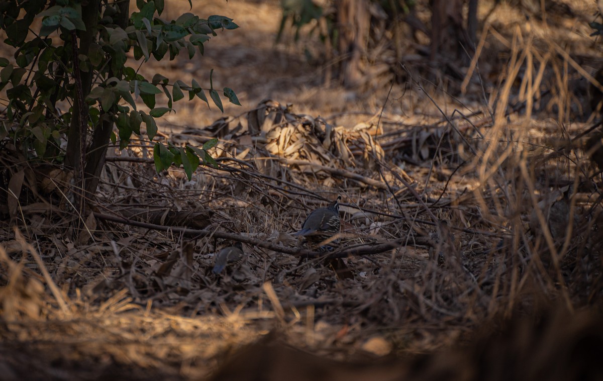 California Quail - ML402786031