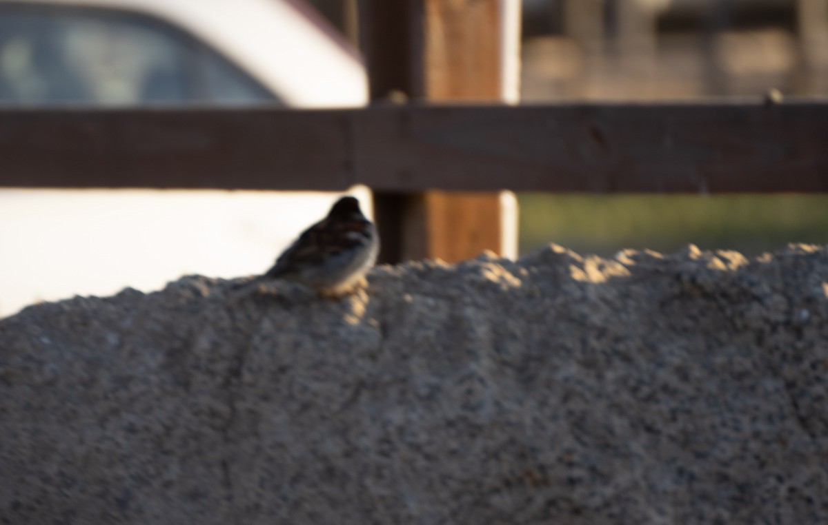 House Sparrow - ML402786061