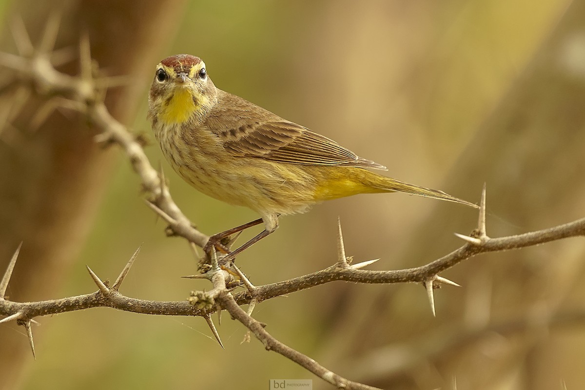 Palm Warbler - ML402787171