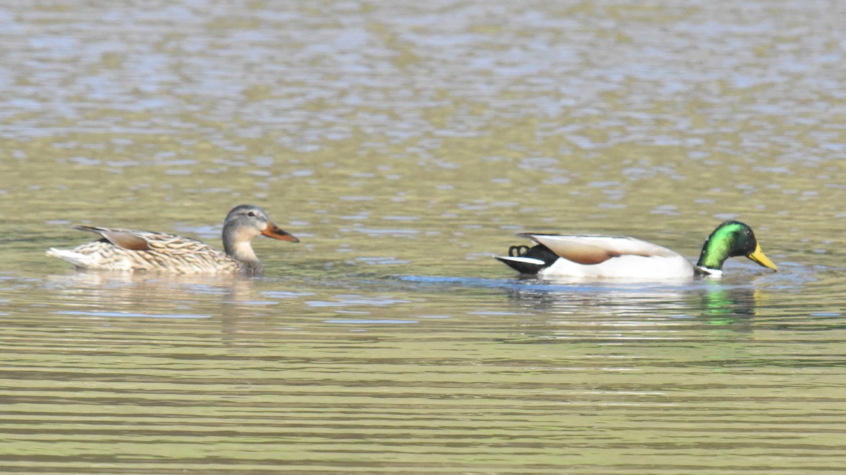 Stockente - ML402788631