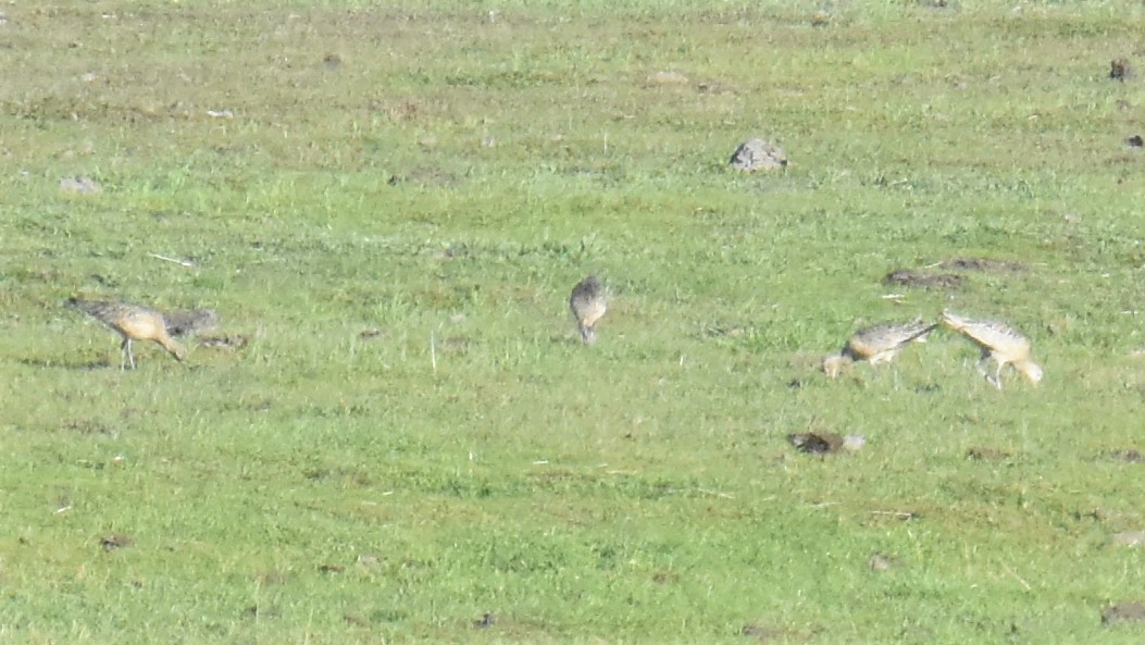Rostbrachvogel - ML402788691