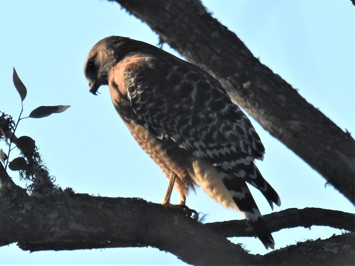 Rotschulterbussard - ML402788821