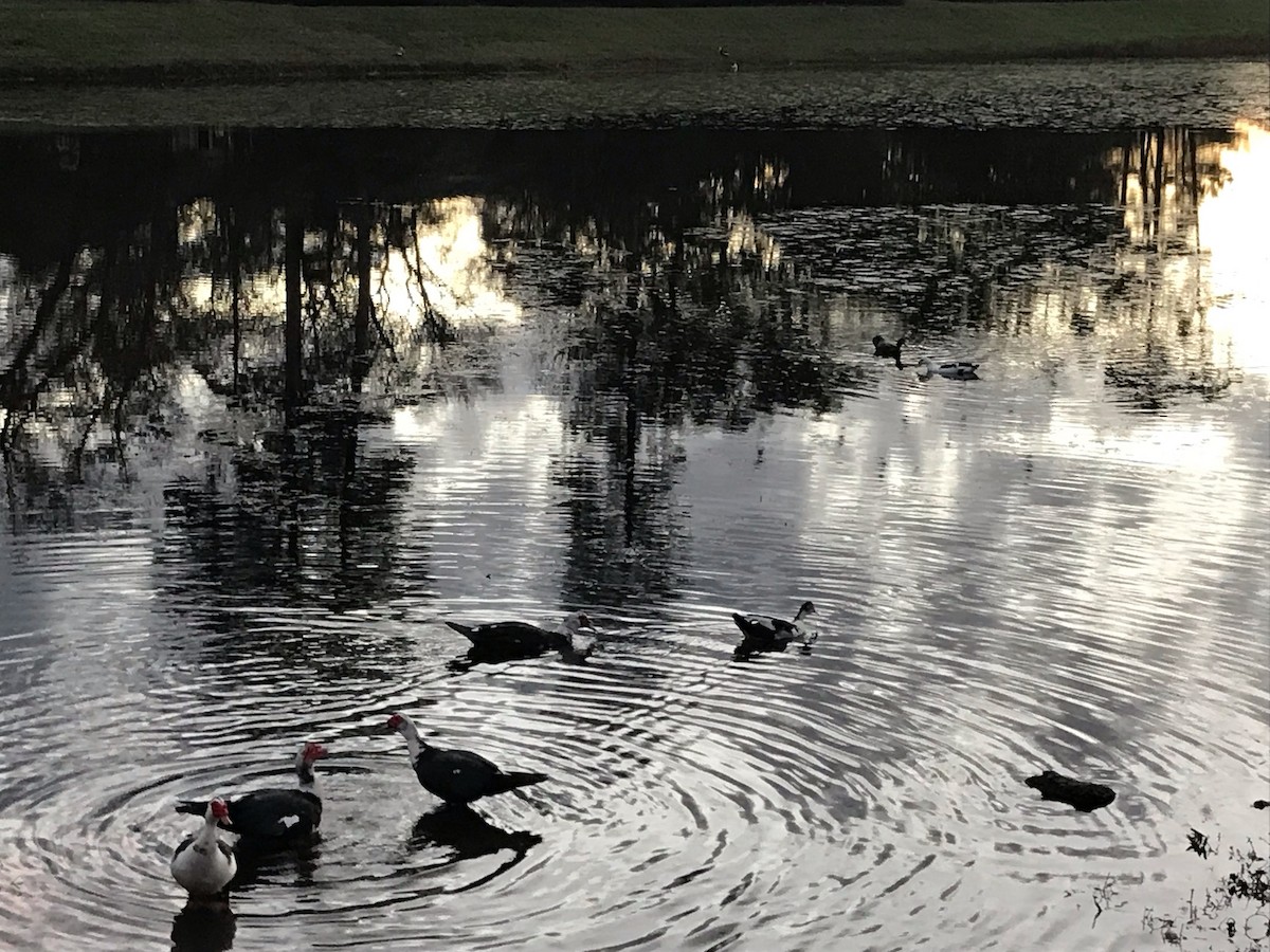 Muscovy Duck (Domestic type) - ML402789631