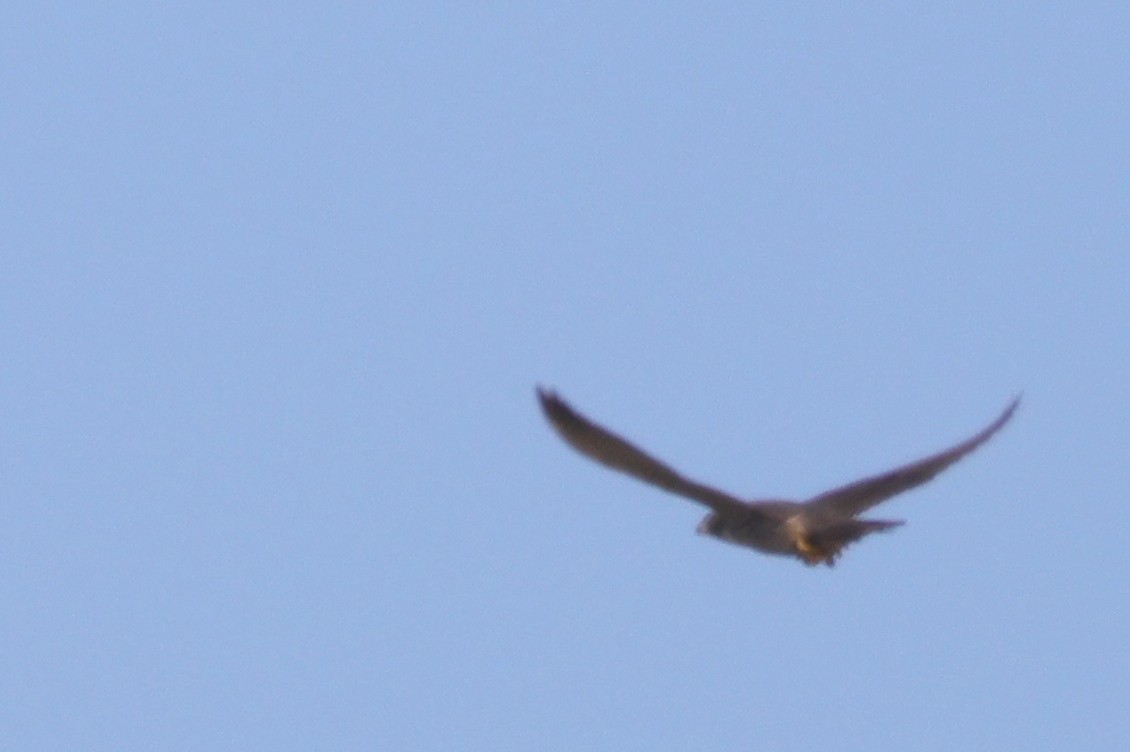 בז נודד - ML402789761