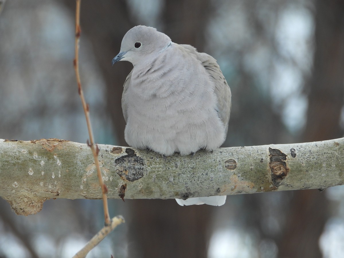 Eurasian Collared-Dove - Jeff Percell