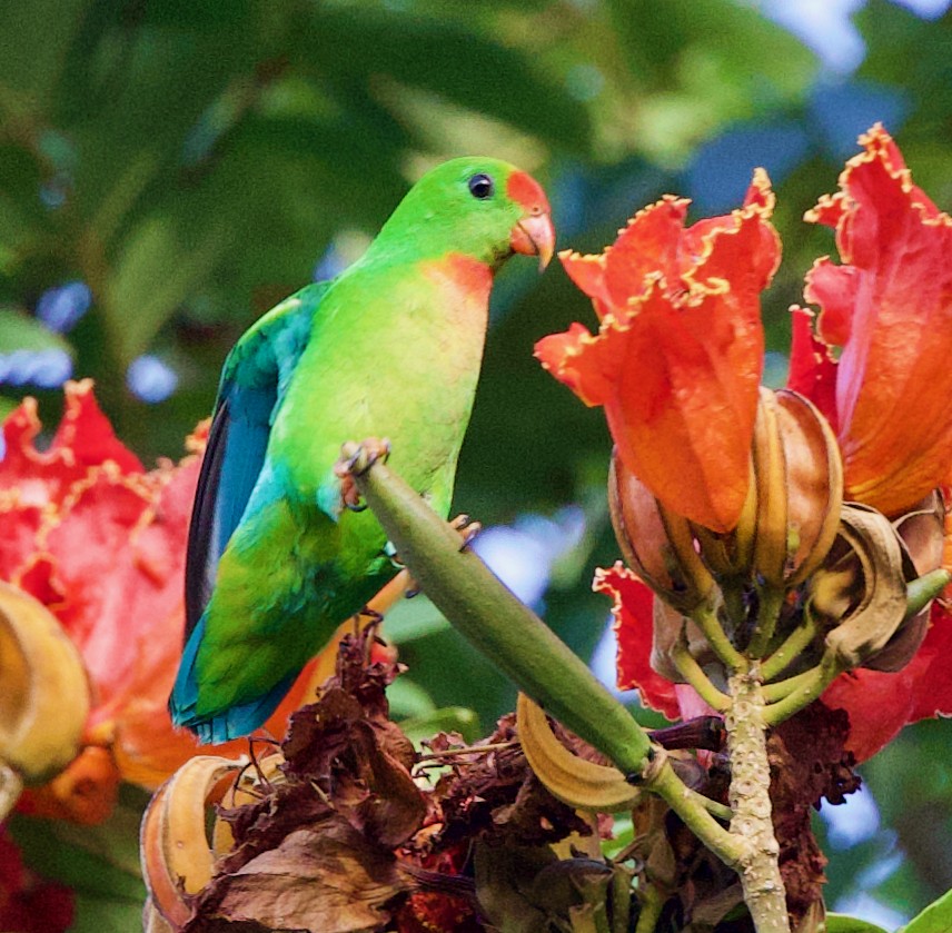 Philippine Hanging-Parrot - ML402792031