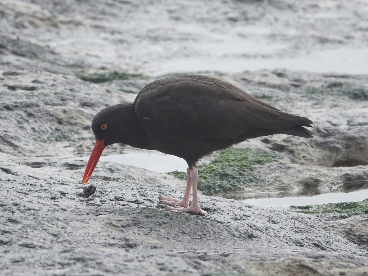 Black Oystercatcher - ML402794911