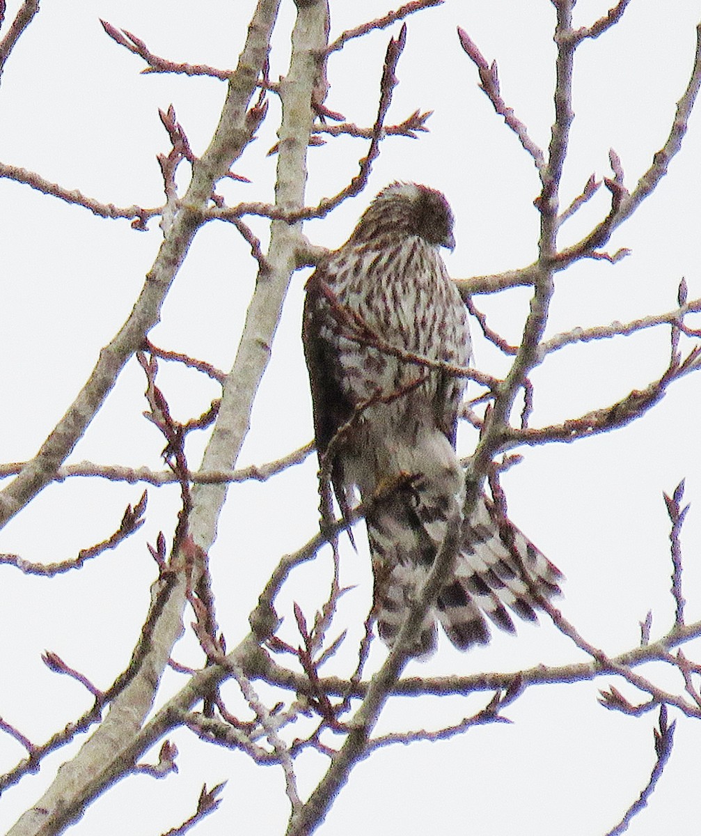 Cooper's Hawk - ML402795321