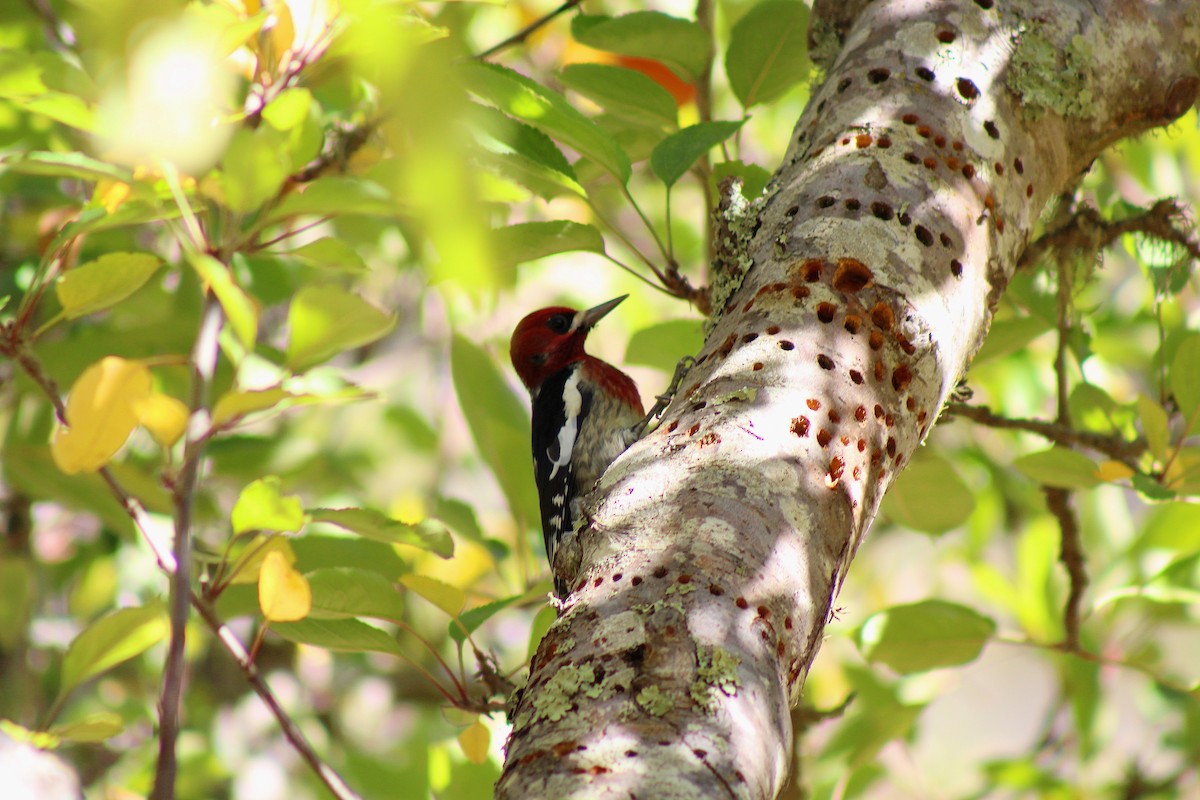 Red-breasted Sapsucker - ML40279611