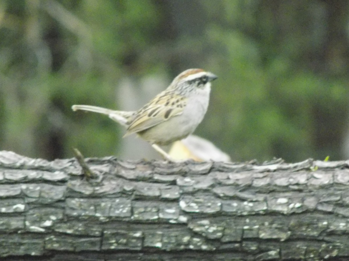 House Sparrow - ML402797231