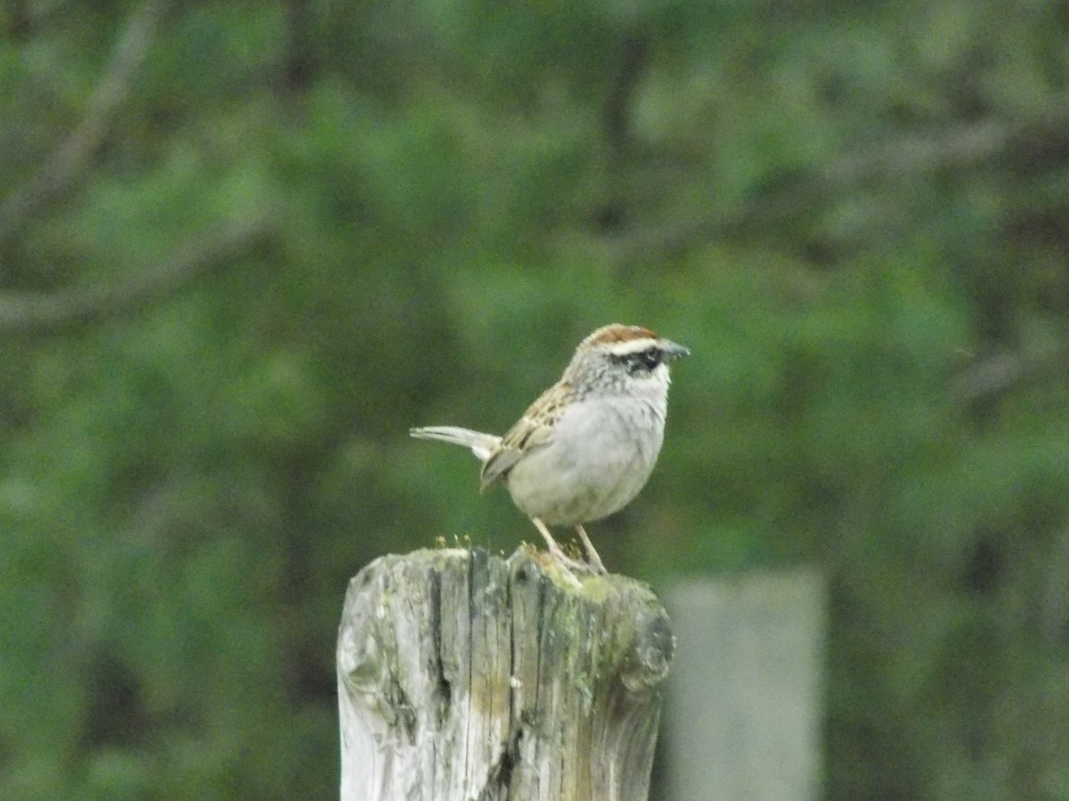 Moineau domestique - ML402797251