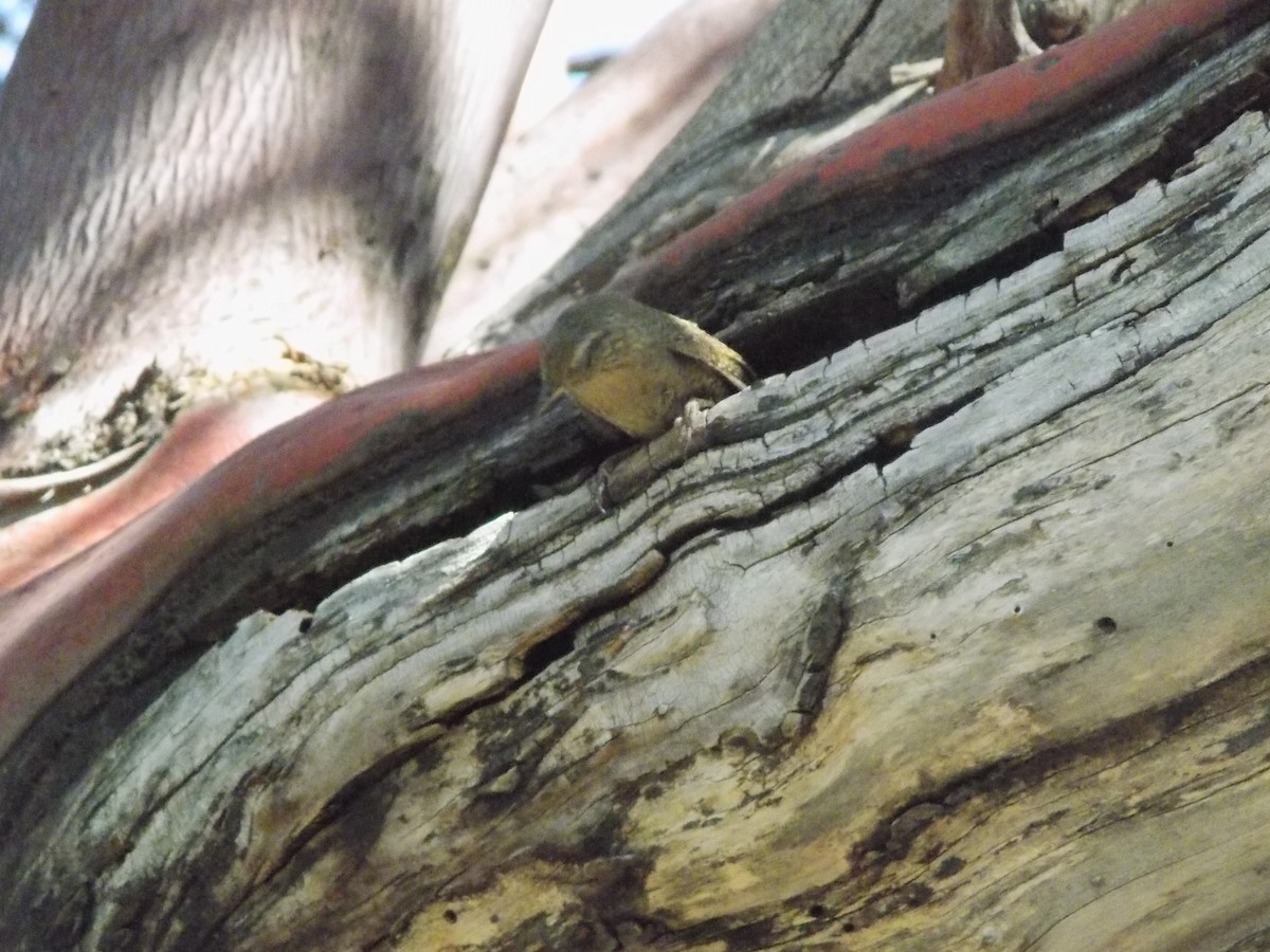 House Wren - APFF  CERRO MOHINORA