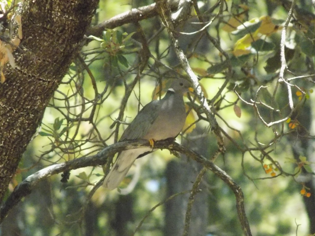 Band-tailed Pigeon - APFF  CERRO MOHINORA