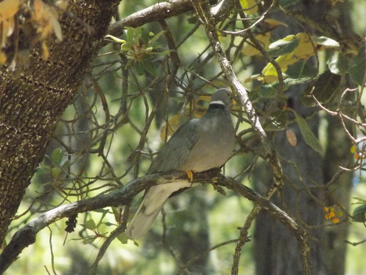 Band-tailed Pigeon - APFF  CERRO MOHINORA