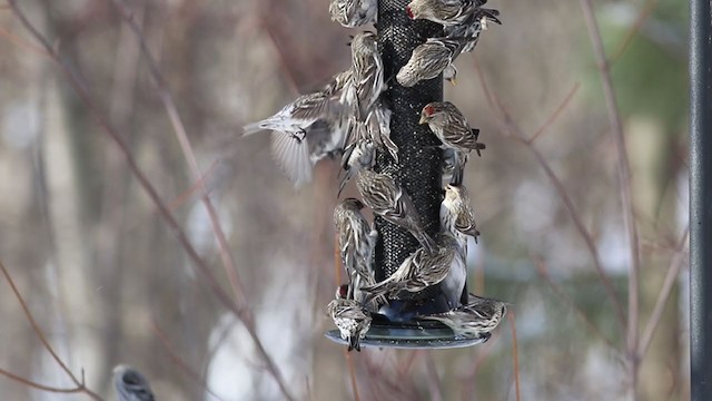 Common Redpoll (flammea) - ML402799261