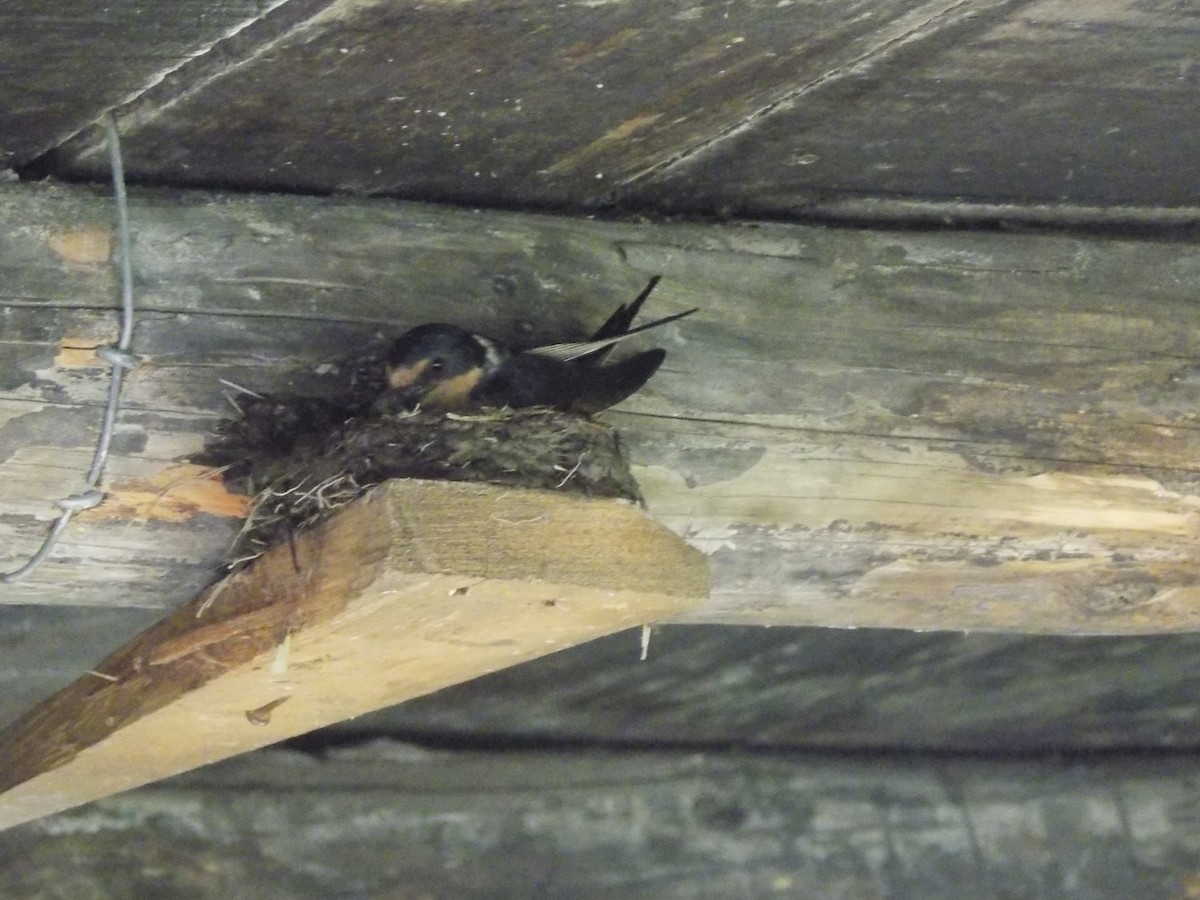 Barn Swallow - APFF  CERRO MOHINORA