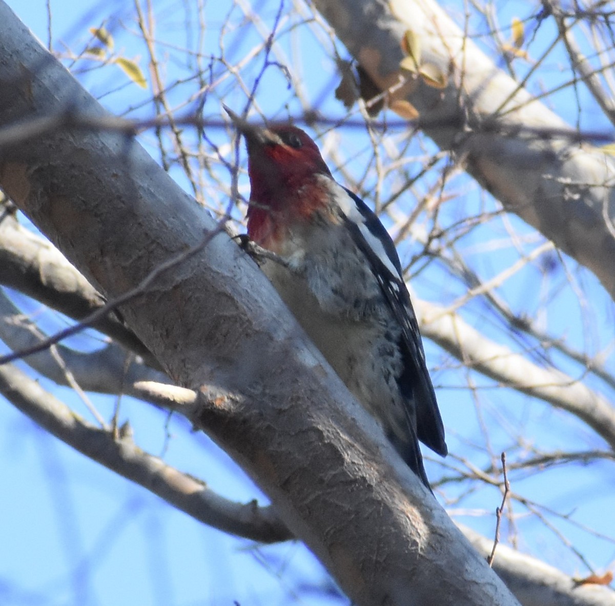 Red-breasted Sapsucker - ML402801111