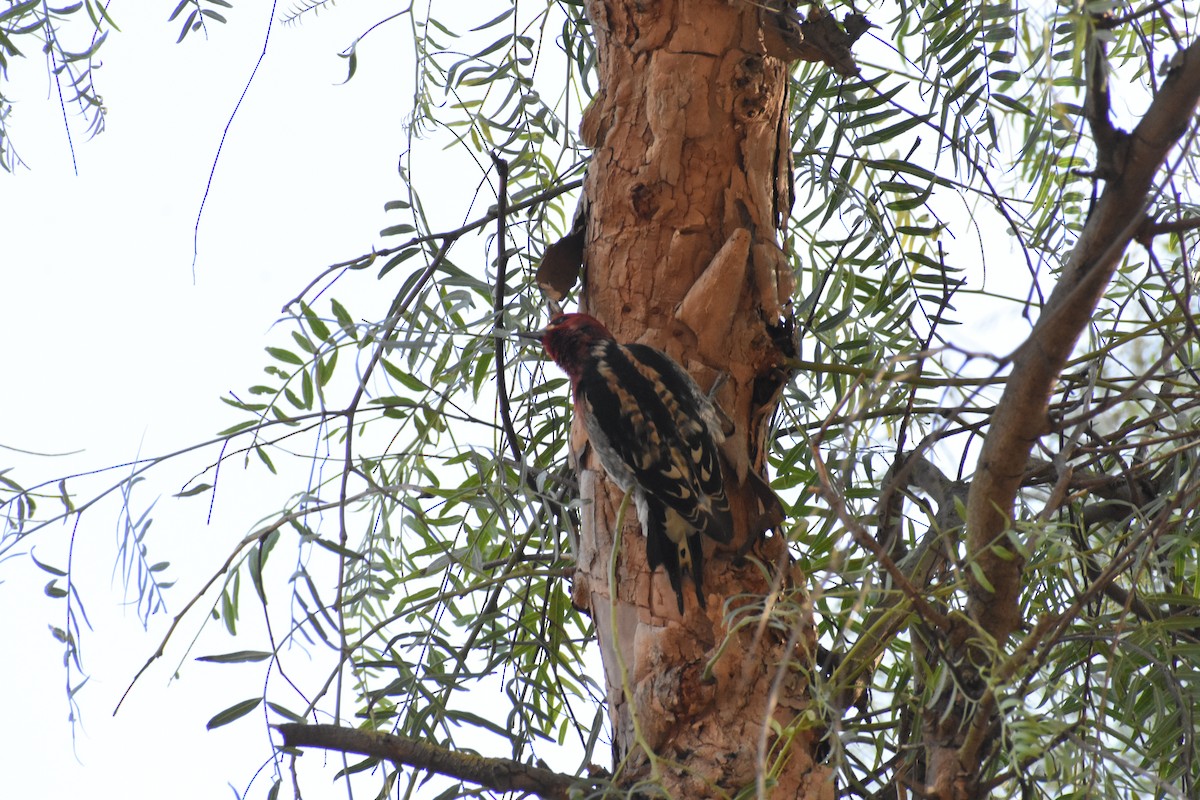 Red-breasted Sapsucker - ML402801201