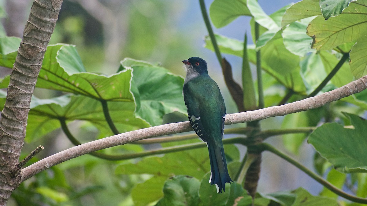 trogon kubánský - ML402802331