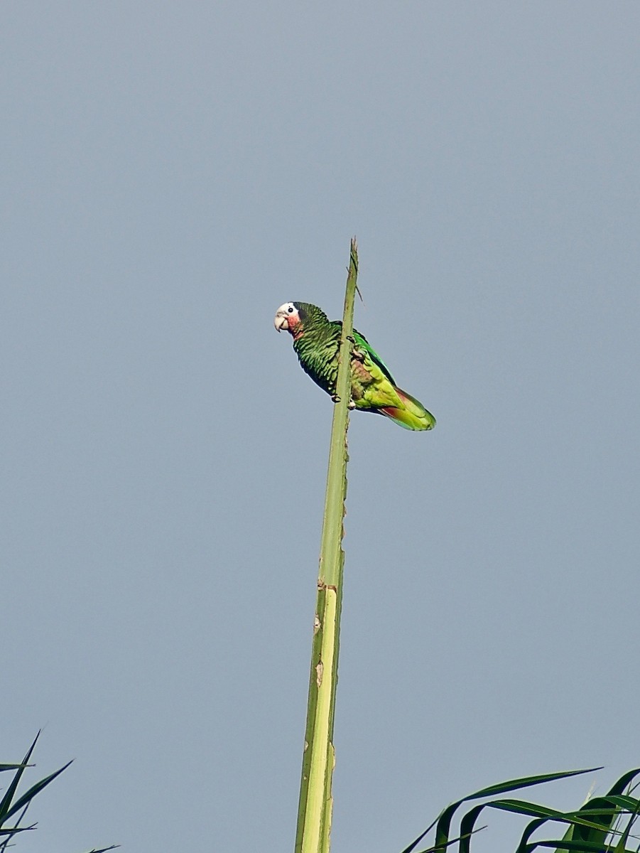 Cuban Parrot (Cuban) - ML402802591