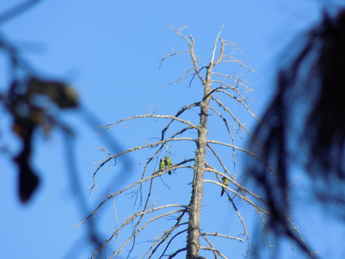 Thick-billed Parrot - APFF  CERRO MOHINORA