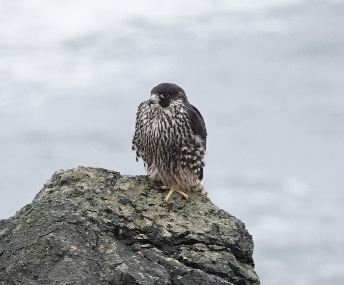 Peregrine Falcon - dave koehler