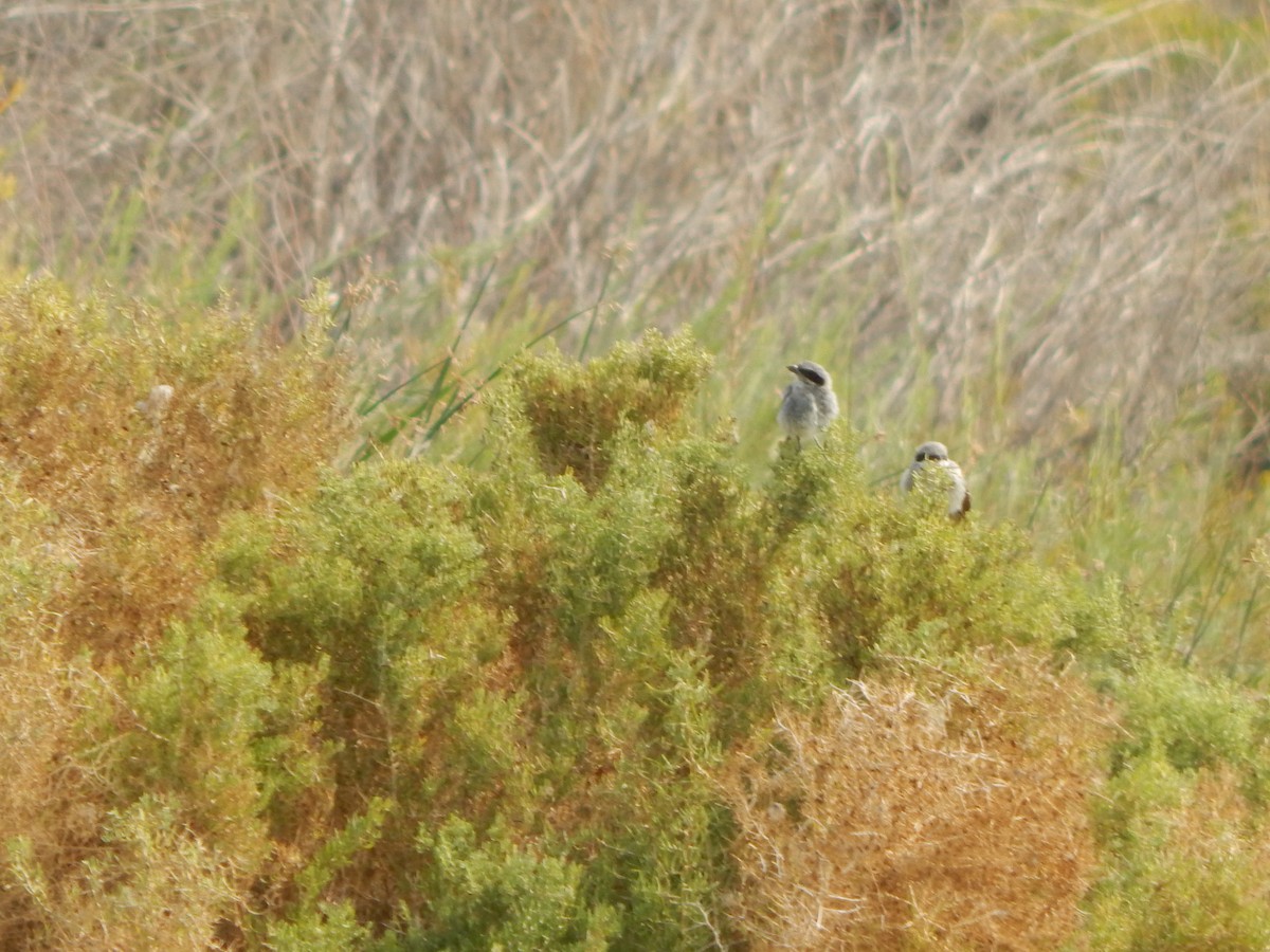 Pie-grièche migratrice - ML402807221