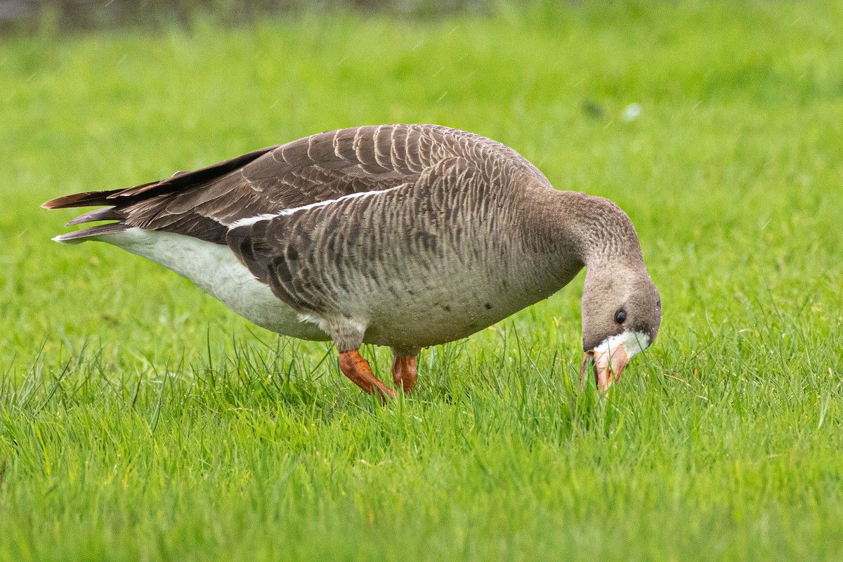 Greater White-fronted Goose - ML402808921