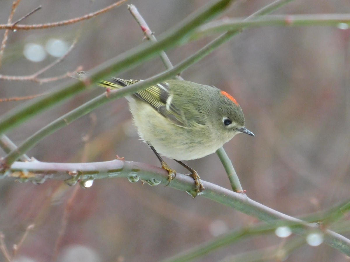 Roitelet à couronne rubis - ML402812311