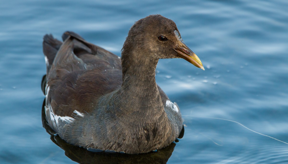 Common Gallinule - ML402812381