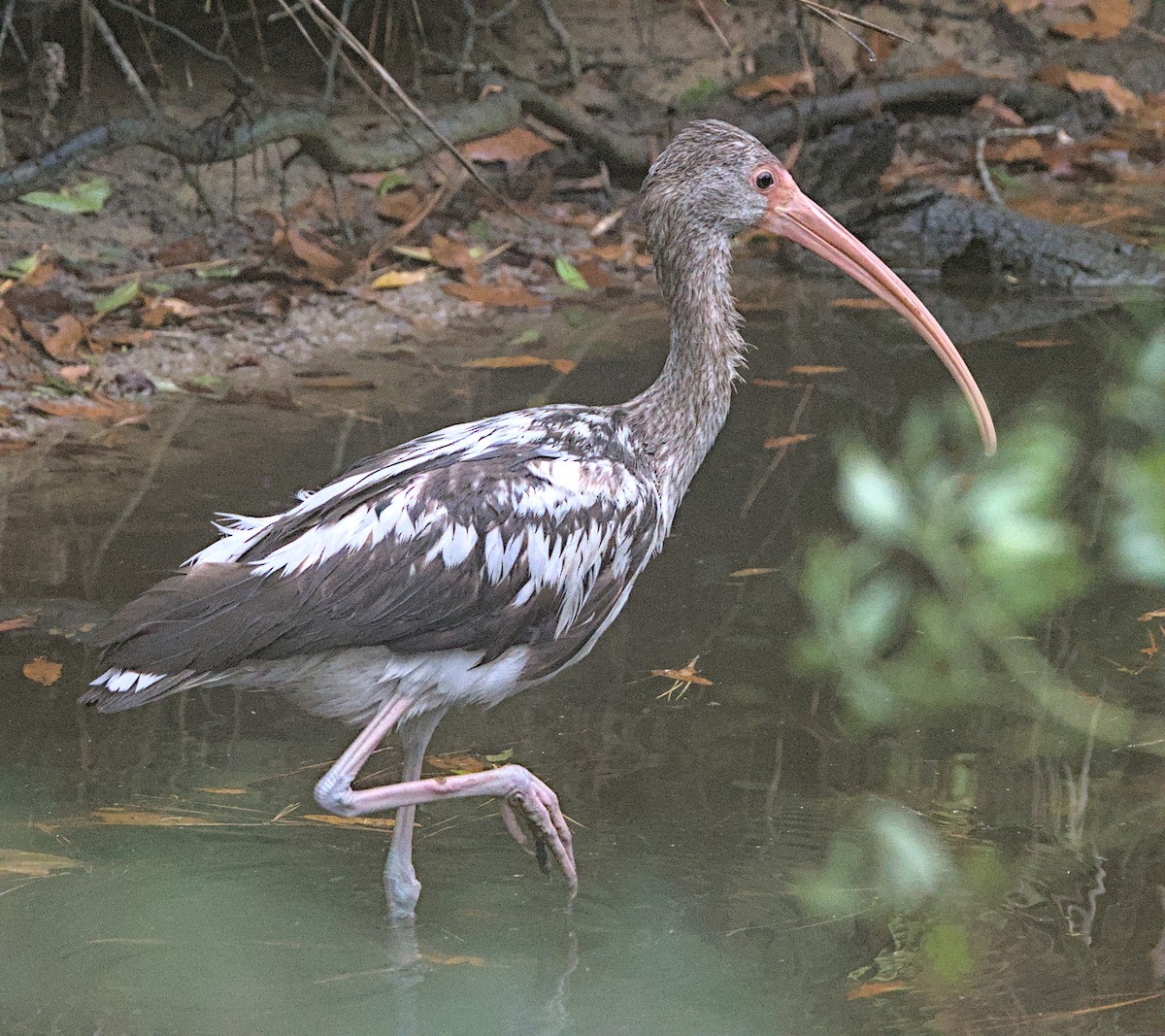 White Ibis - ML402813121