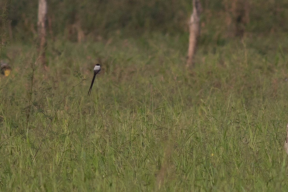 Fork-tailed Flycatcher - ML402814421