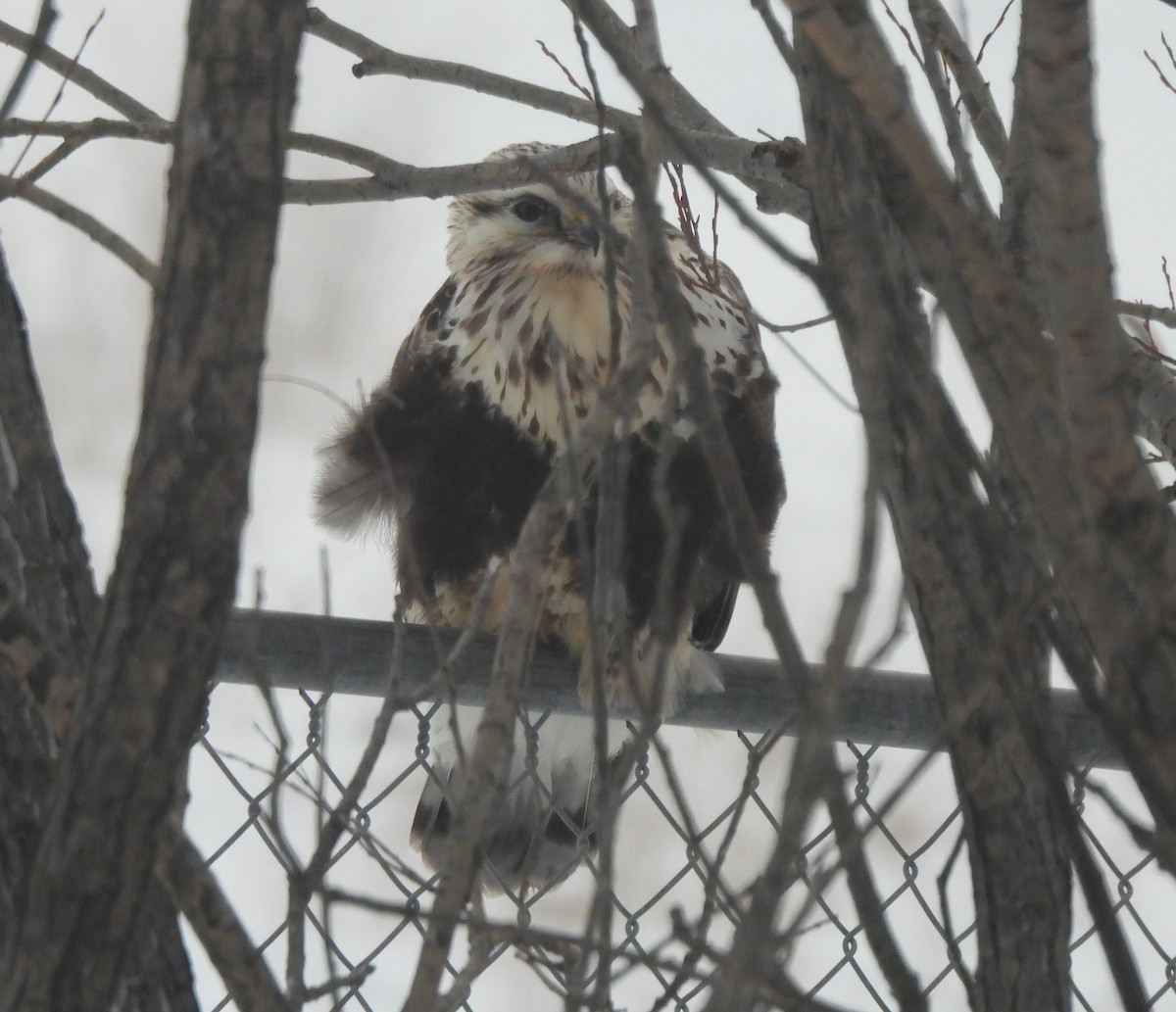 Rough-legged Hawk - ML402814921