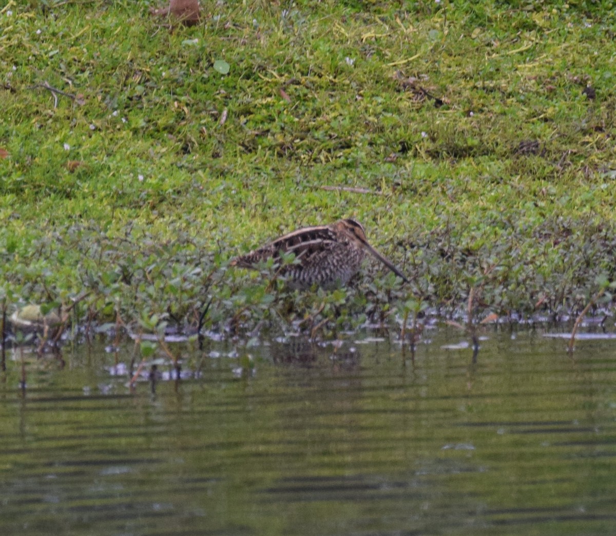 Wilson's Snipe - ML402815441