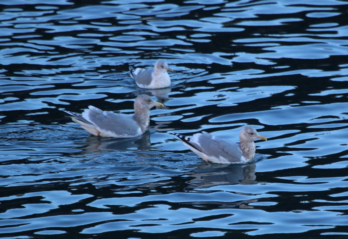 Iceland Gull (Thayer's) - Richard MacIntosh