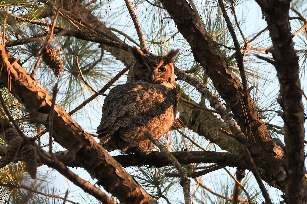 Great Horned Owl - ML402817971