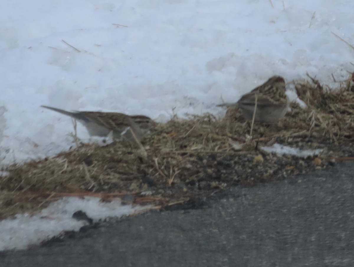 Chipping Sparrow - ML402819511